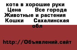 кота в хорошие руки › Цена ­ 0 - Все города Животные и растения » Кошки   . Сахалинская обл.